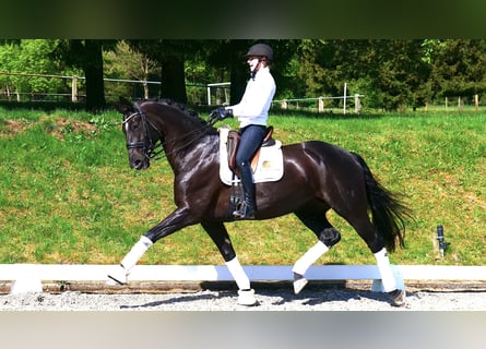 Hanoverian, Mare, 10 years, 16,3 hh, Black