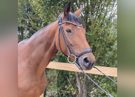 Hanoverian, Mare, 10 years, 16,3 hh, Brown