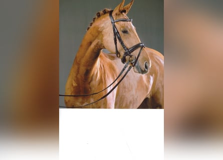 Hanoverian, Mare, 10 years, 16,3 hh, Chestnut-Red