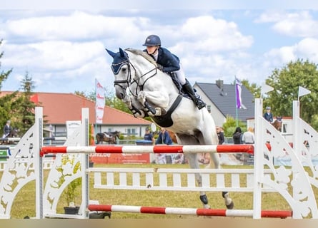Hanoverian, Mare, 10 years, 16.3 hh, Grey