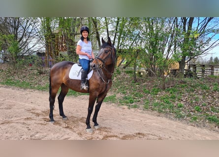 Hannoveraner, Stute, 10 Jahre, 16 hh, Dunkelbrauner