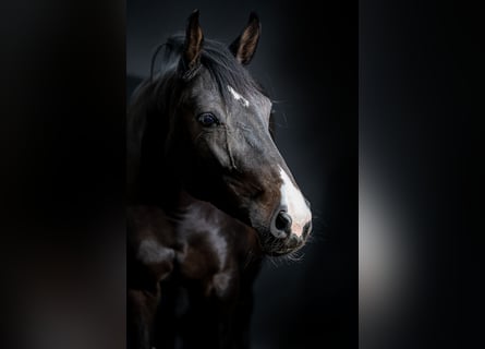 Hanoverian, Mare, 10 years, 16 hh, Black