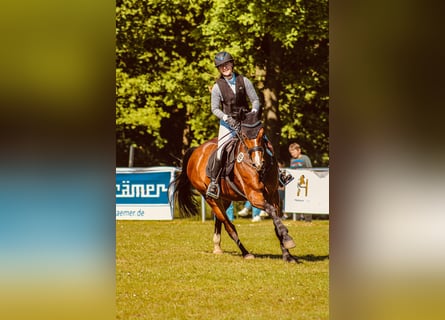 Hanoverian, Mare, 10 years, 16 hh, Brown