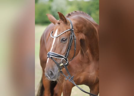 Hanoverian, Mare, 10 years, 16 hh, Chestnut