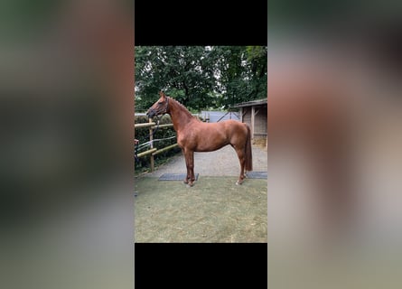 Hanoverian, Mare, 10 years, 16 hh, Chestnut-Red