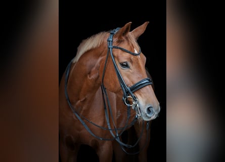 Hanoverian, Mare, 10 years, 16 hh, Chestnut-Red