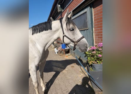 Hanoverian, Mare, 10 years, 16 hh, Grey