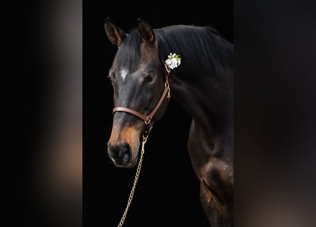 Hanoverian, Mare, 10 years, 16,1 hh, Bay-Dark