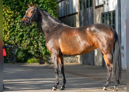 Hanoverian, Mare, 10 years, 16,1 hh, Bay-Dark