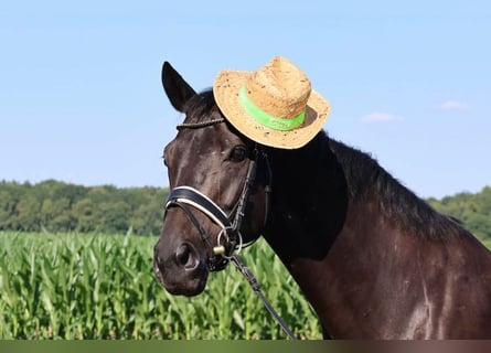 Hanoverian, Mare, 10 years, 16,1 hh, Black