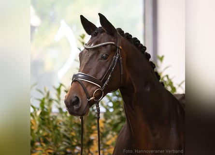 Hanoverian, Mare, 10 years, 16,1 hh, Brown
