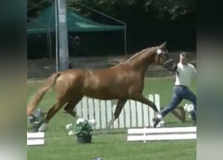 Hanoverian, Mare, 10 years, 16,1 hh, Chestnut