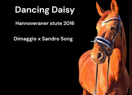 Hanoverian, Mare, 10 years, 16,1 hh, Chestnut-Red