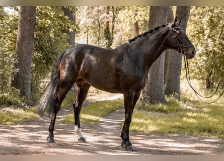 Hanoverian, Mare, 10 years, 17.2 hh, Smoky-Black