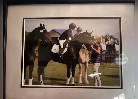 Hanoverian, Mare, 10 years, 17 hh, Black