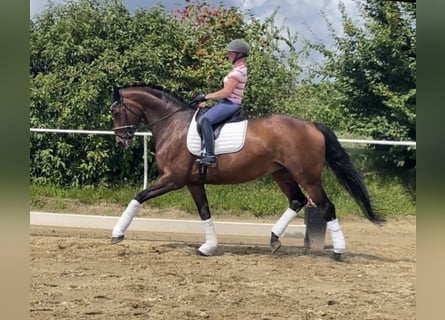 Hanoverian, Mare, 10 years, 17 hh, Brown