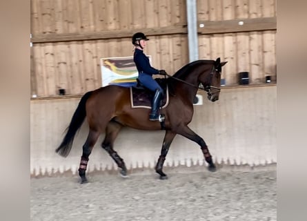 Hanoverian, Mare, 10 years, 17 hh, Brown