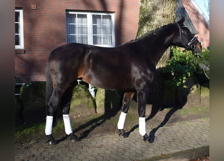 Hanoverian, Mare, 11 years, 16,1 hh, Bay-Dark