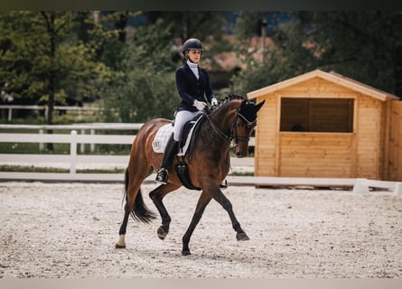 Hannoveraner, Stute, 11 Jahre, 16,1 hh, Dunkelbrauner