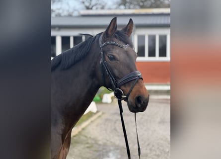 Hanoverian, Mare, 11 years, 16,1 hh, Bay-Dark