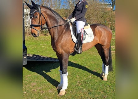 Hanoverian, Mare, 11 years, 16.1 hh, Brown