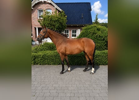 Hanoverian, Mare, 11 years, 16.1 hh, Brown