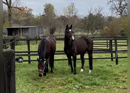 Hanoverian, Mare, 11 years, 16.1 hh, Brown