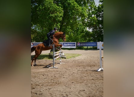 Hanoverian, Mare, 11 years, 16.1 hh, Chestnut-Red