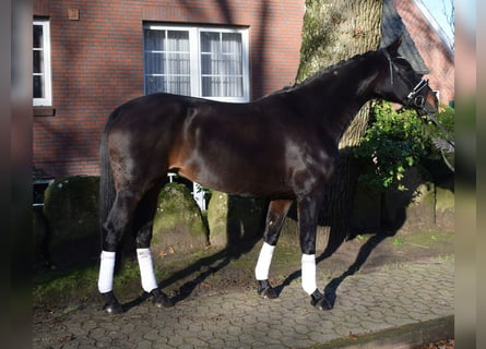 Hanoverian, Mare, 11 years, 16,1 hh, Smoky-Black