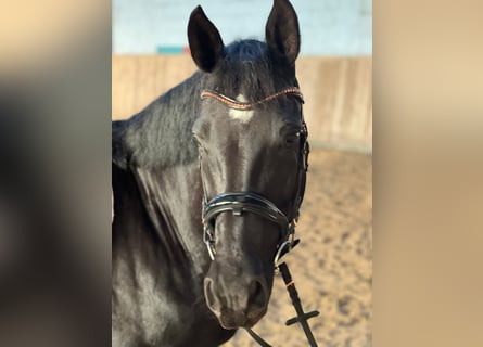 Hanoverian, Mare, 11 years, 16,2 hh, Black