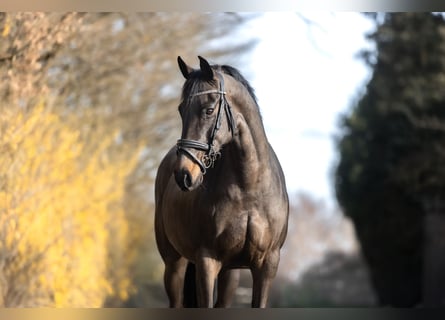 Hanoverian, Mare, 11 years, 16 hh, Bay-Dark