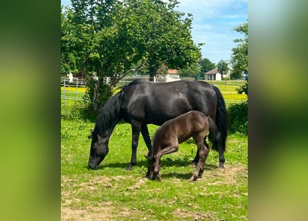 Hanoverian, Mare, 11 years, 16 hh, Black