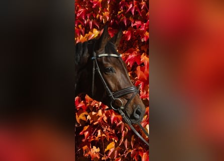 Hanoverian, Mare, 11 years, 16 hh, Brown