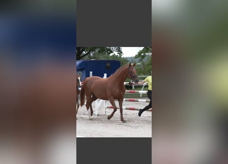 Hanoverian, Mare, 11 years, 16 hh, Chestnut-Red