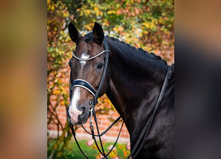Hanoverian, Mare, 11 years, 16,1 hh, Bay-Dark