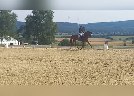 Hanoverian, Mare, 11 years, 16,1 hh, Chestnut-Red
