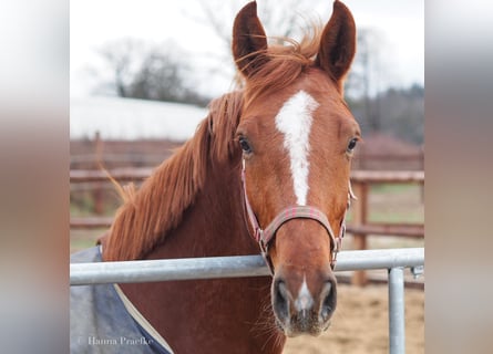 Hanoverian, Mare, 11 years, 16,1 hh, Chestnut