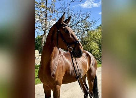 Hanoverian, Mare, 11 years, 17,1 hh, Brown