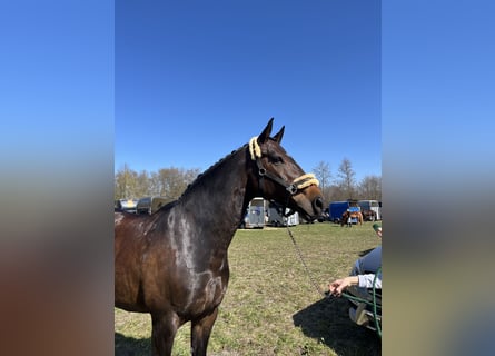 Hanoverian, Mare, 12 years, 16.1 hh, Bay-Dark