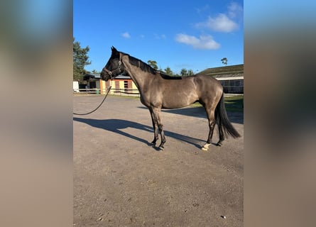 Hanoverian, Mare, 12 years, 16,1 hh, Black