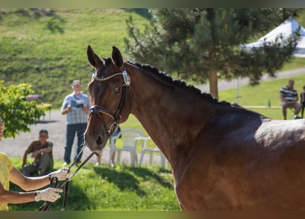 Hanoverian, Mare, 12 years, 16.1 hh, Brown