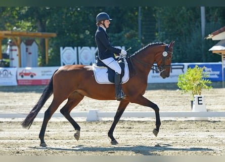 Hanoverian, Mare, 12 years, 16.1 hh, Brown