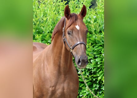 Hanoverian, Mare, 12 years, 16.1 hh, Chestnut