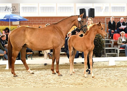 Hanoverian, Mare, 12 years, 16.1 hh, Chestnut-Red