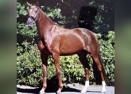 Hanoverian, Mare, 12 years, 16.1 hh, Chestnut-Red