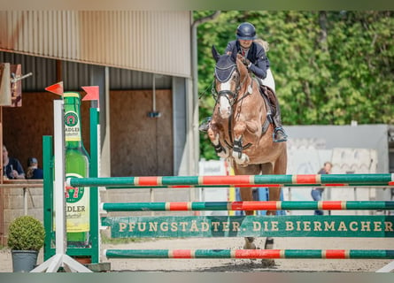 Hanoverian, Mare, 12 years, 16,1 hh, Chestnut-Red