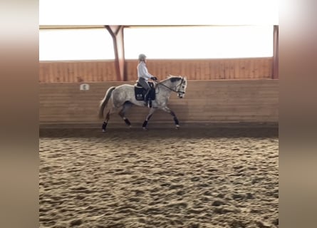 Hanoverian, Mare, 12 years, 16.1 hh, Grey