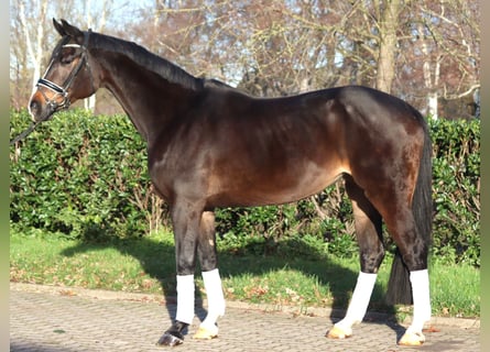 Hanoverian, Mare, 12 years, 16,2 hh, Bay-Dark