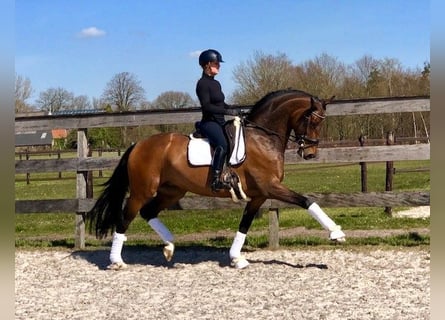 Hanoverian, Mare, 12 years, 16.2 hh, Bay-Dark