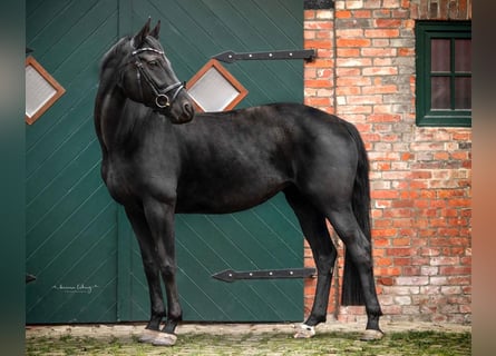 Hanoverian, Mare, 12 years, 16,2 hh, Black